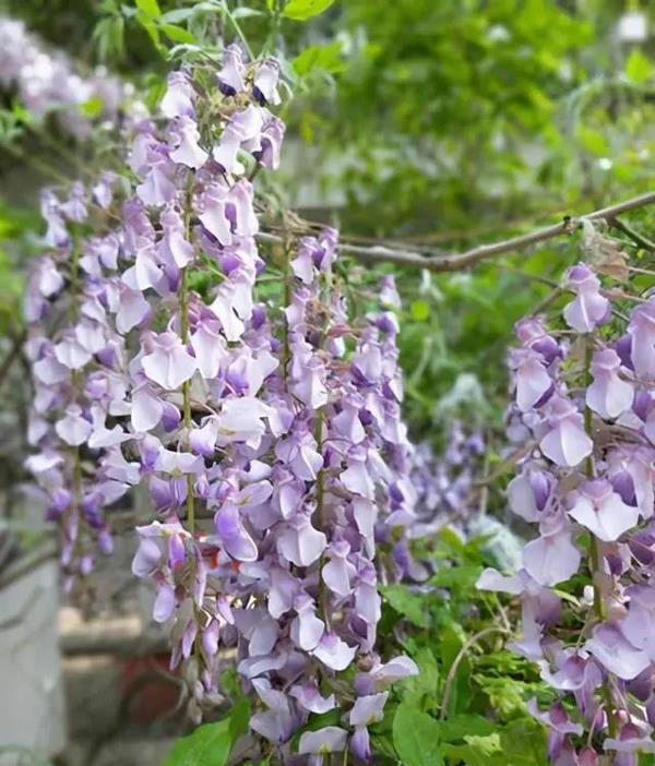 几种特殊的“紫色花”，养在家里格外有气质