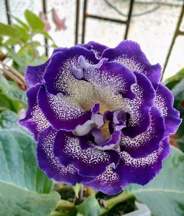 几种特殊的“紫色花”，养在家里格外有气质