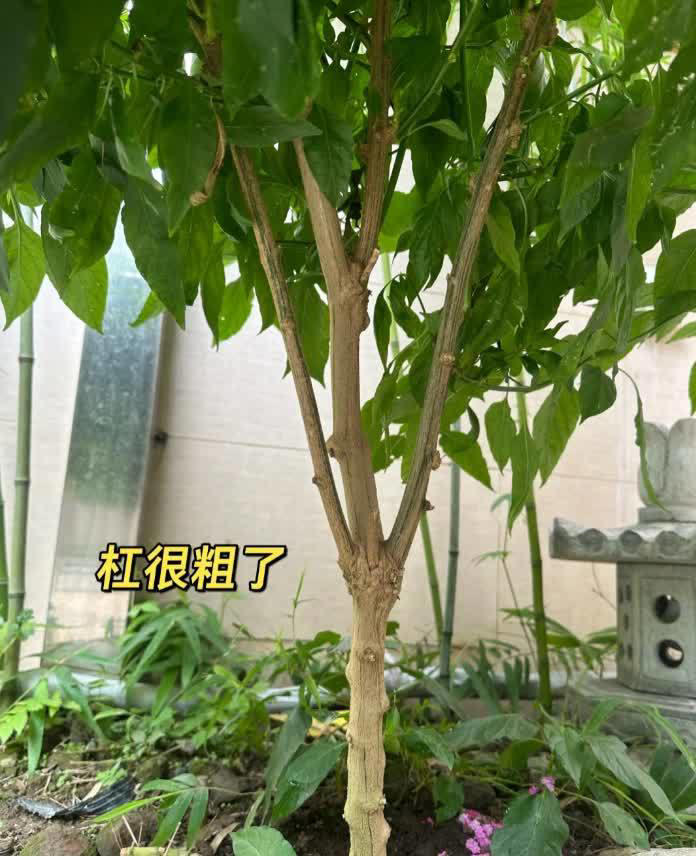 女子因把“辣椒养成树”走红 随吃随摘 网友狂赞