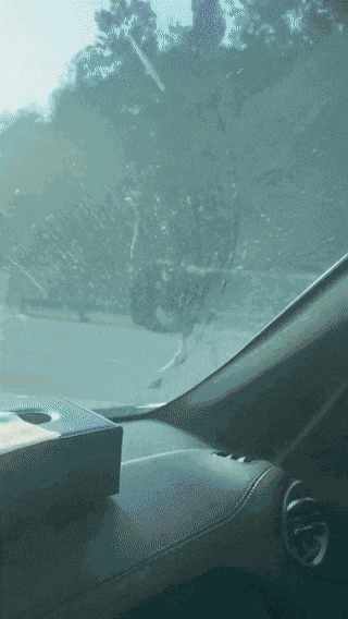 四川乐山一鸵鸟“越狱”马路狂奔，目击者：时速超40码，还对我“笑”了下