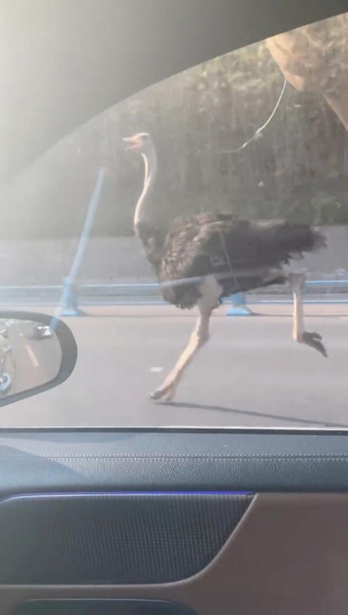 四川乐山一鸵鸟“越狱”马路狂奔，目击者：时速超40码，还对我“笑”了下