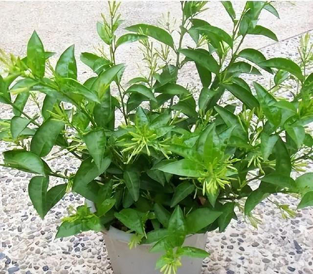 家里养上3种花，蚊子闻着“香味”绕道飞，不进你家门
