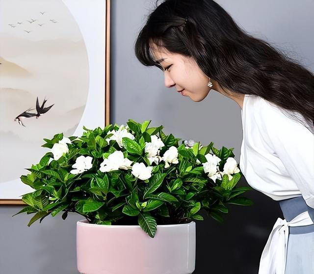 家有五花，养人旺家，很实用