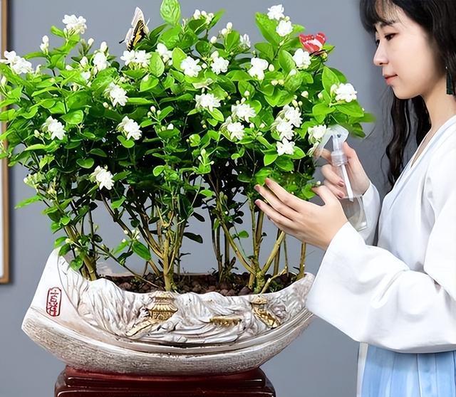 家有五花，养人旺家，很实用