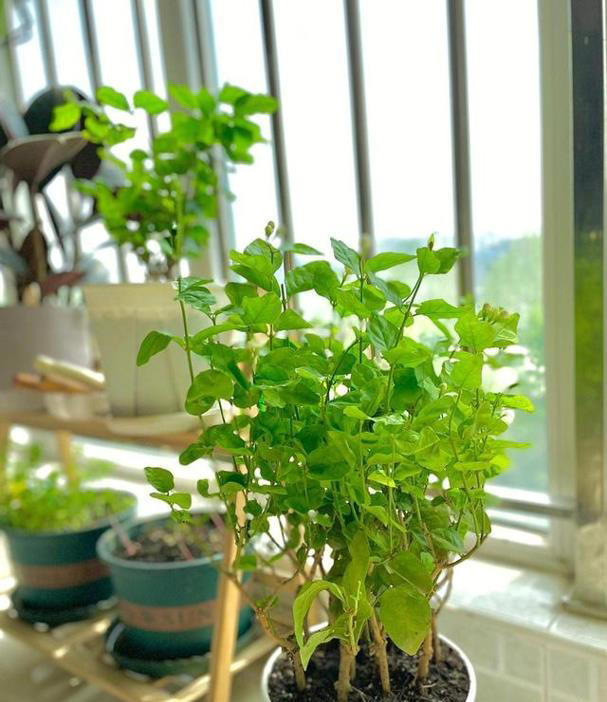 家有五花，养人旺家，很实用