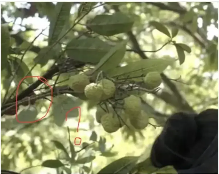 长安的荔枝：把观众当傻子的电视剧注定成不了经典