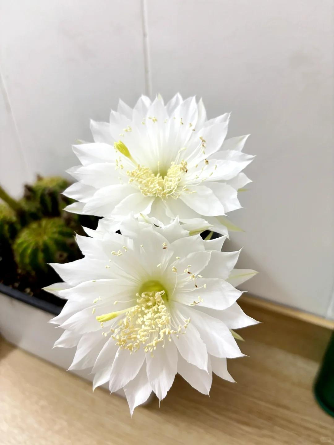 湖北姑娘将仙人球养到极致，造型开花美翻，网友直呼不一般