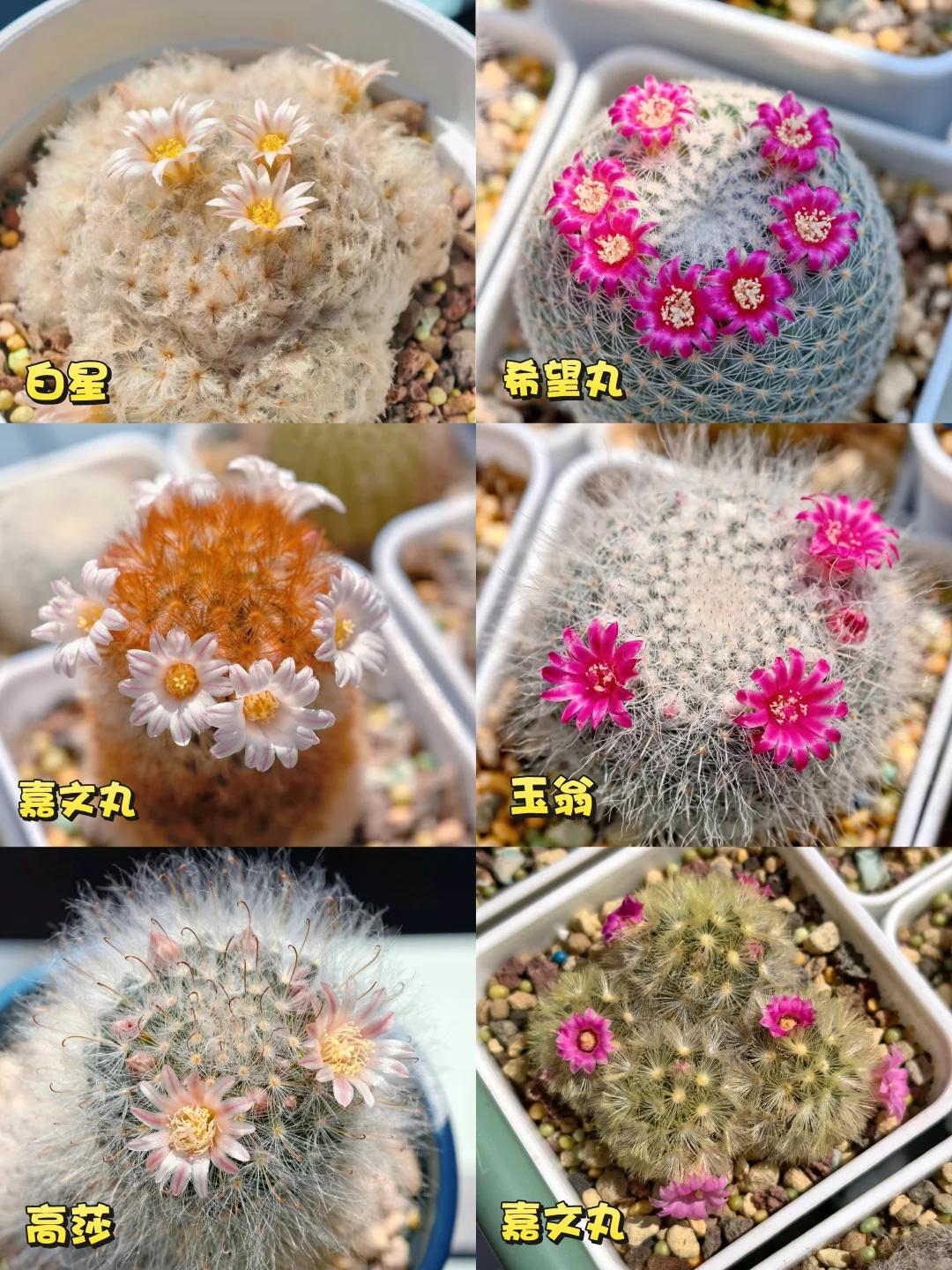 湖北姑娘将仙人球养到极致，造型开花美翻，网友直呼不一般