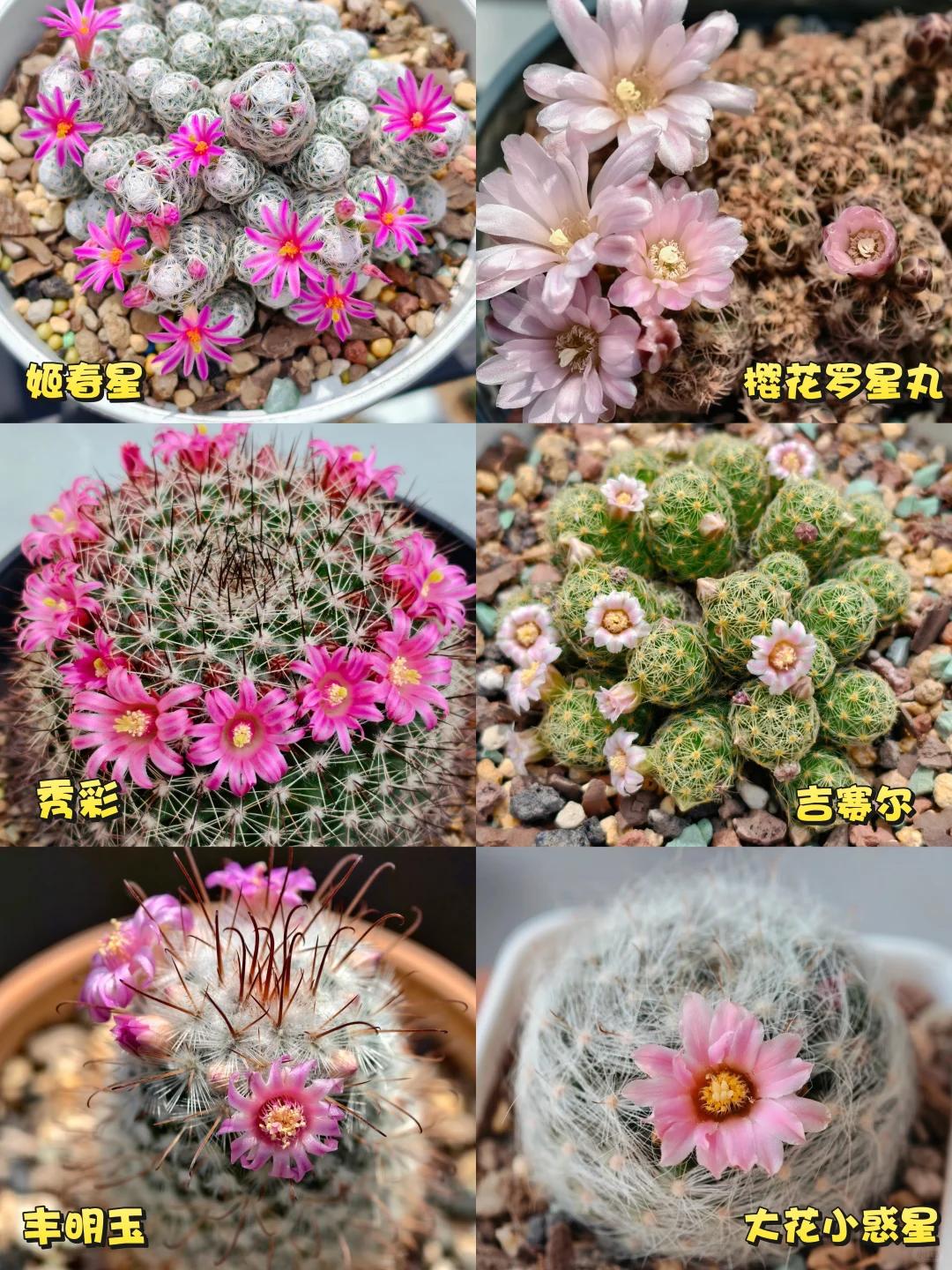湖北姑娘将仙人球养到极致，造型开花美翻，网友直呼不一般