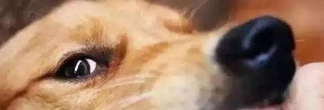 狗狗咬手三年不松口，我以为它烦我，真相却超暖