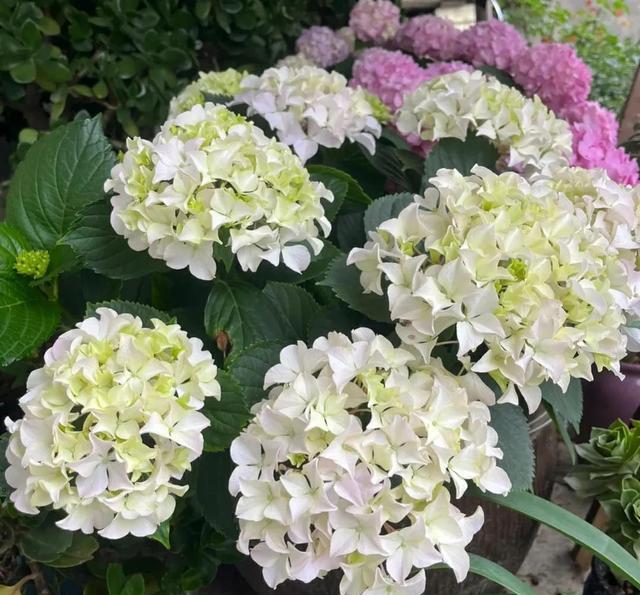 绣球花最怕4种“夺命水”，轻则烂根重则枯萎，都是过来人的经验