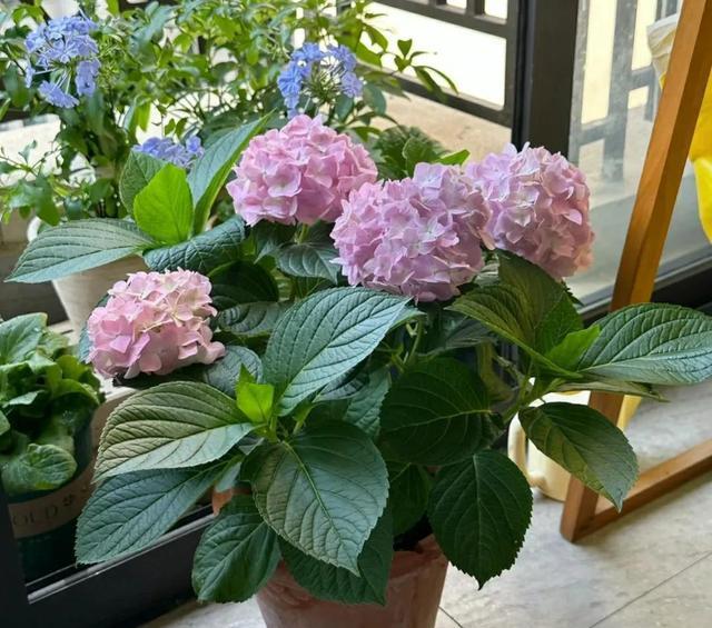 绣球花最怕4种“夺命水”，轻则烂根重则枯萎，都是过来人的经验