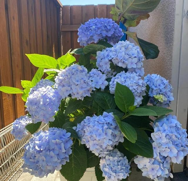 绣球花最怕4种“夺命水”，轻则烂根重则枯萎，都是过来人的经验