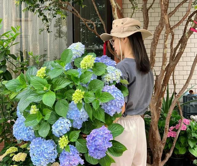 绣球花最怕4种“夺命水”，轻则烂根重则枯萎，都是过来人的经验
