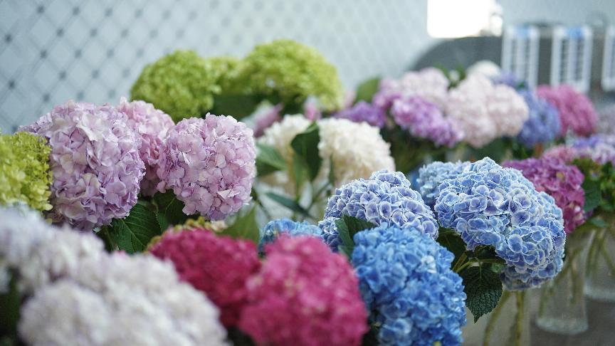 高端花卉“飞入寻常百姓家” 盒马如何将绣球做成爆品