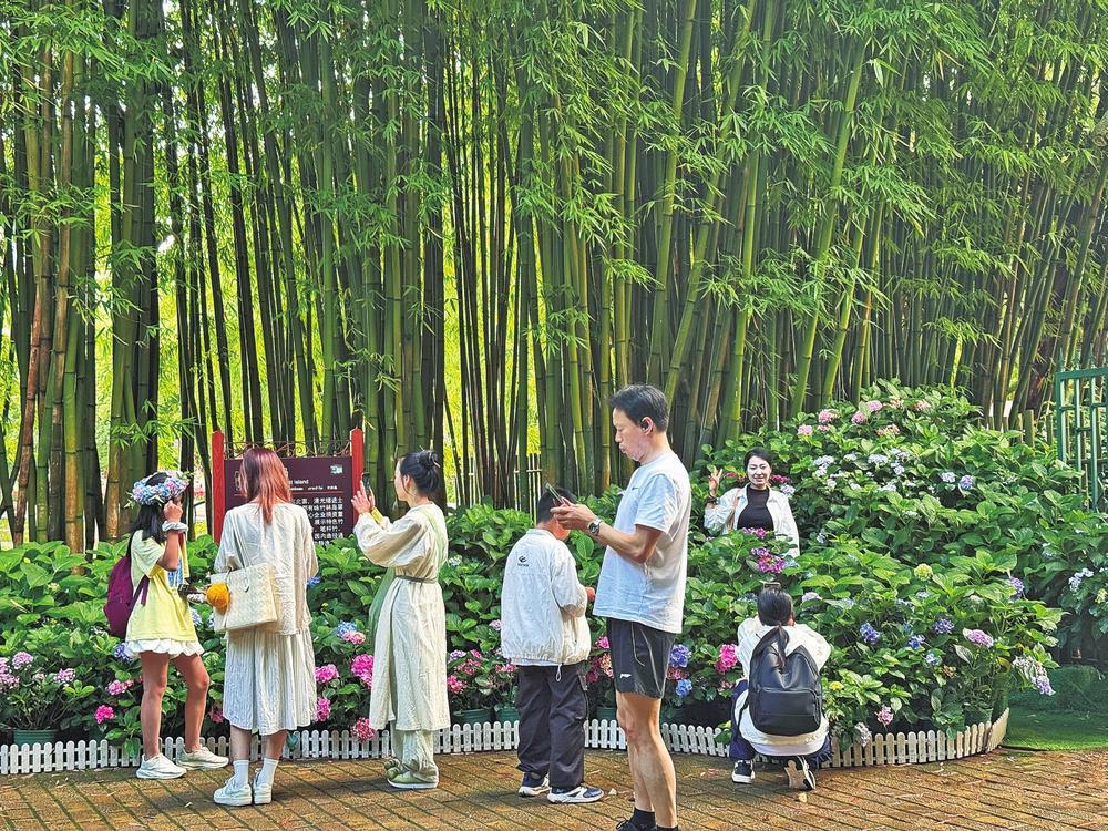 绣球花开引客来