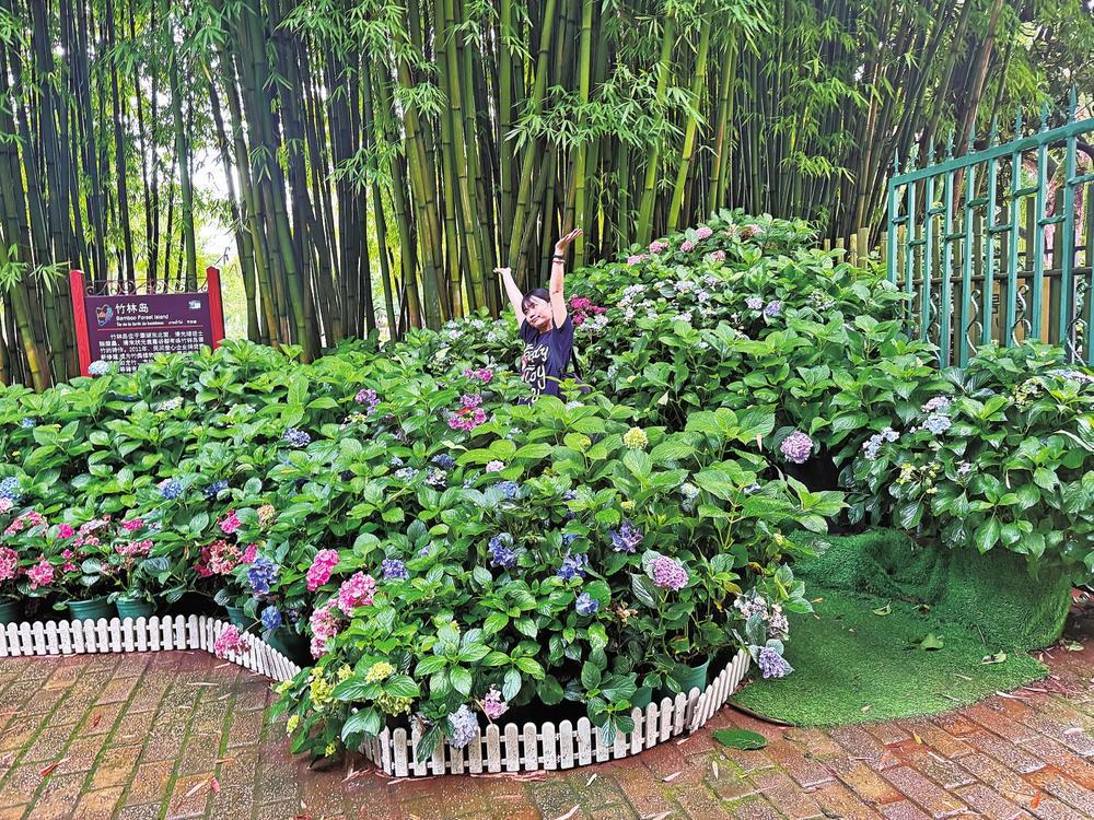 绣球花开引客来