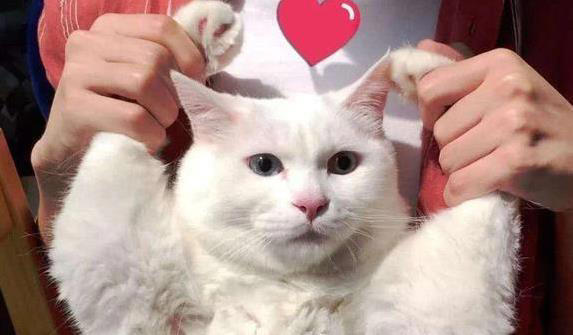 猫咪智商有多高？5个表现全中，你家猫就是天才！