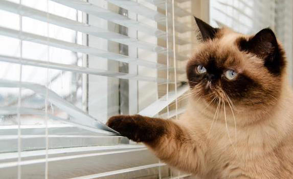 猫咪智商有多高？5个表现全中，你家猫就是天才！