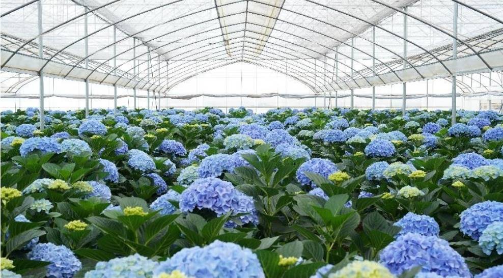 10元级“脸盆大”绣球鲜花登陆成都商超 市民：买菜就顺手带回家丨新消费观察