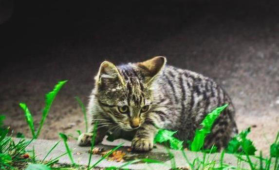猫咪智商有多高？5个表现全中，你家猫就是天才！ - 语梦星球