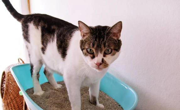 猫咪智商有多高？5个表现全中，你家猫就是天才！