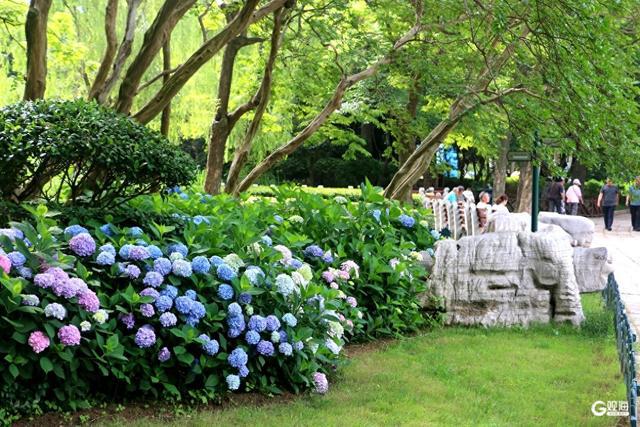 青岛夏日限定浪漫，中山公园绣球盛放！