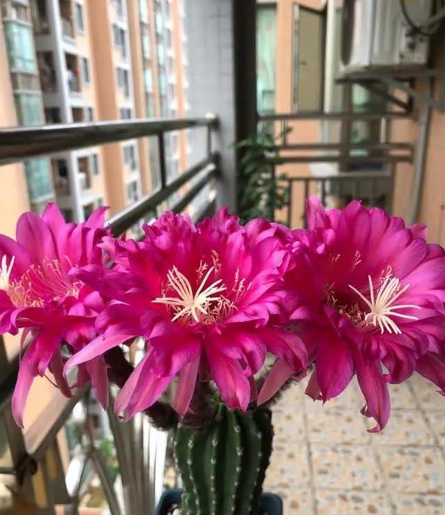 帕帕基诺仙人球火爆阳台，无刺开花像烫头，养一盆咋这么省心？