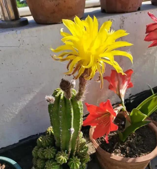 帕帕基诺仙人球火爆阳台，无刺开花像烫头，养一盆咋这么省心？