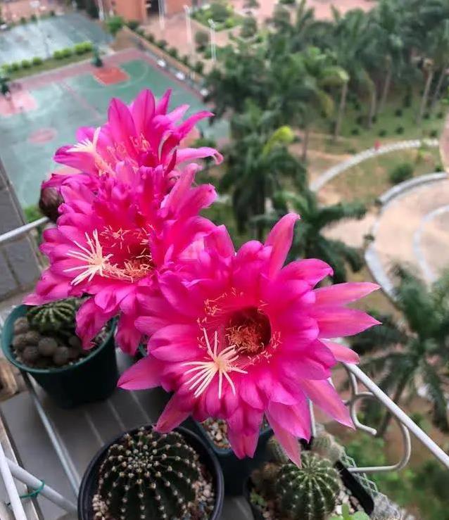 帕帕基诺仙人球火爆阳台，无刺开花像烫头，养一盆咋这么省心？