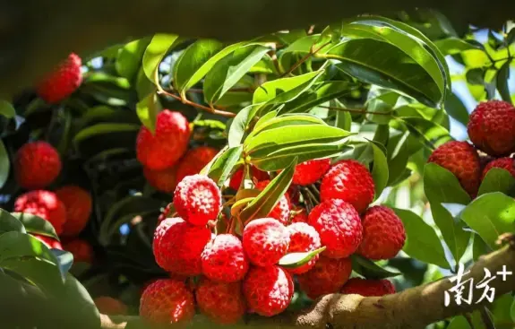 广州荔枝，甜了两千年！