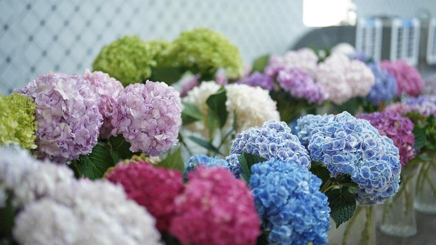 ​悦己消费火了 这届爱花人士在成都盒马实现了“买花自由”