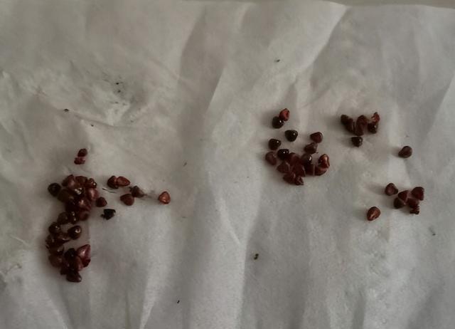 养仙人球就养它，带刺儿不扎手，开完又开很“勤花”