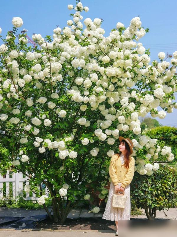 四川女子因院子木绣球走红，网友：花种成参天大树！