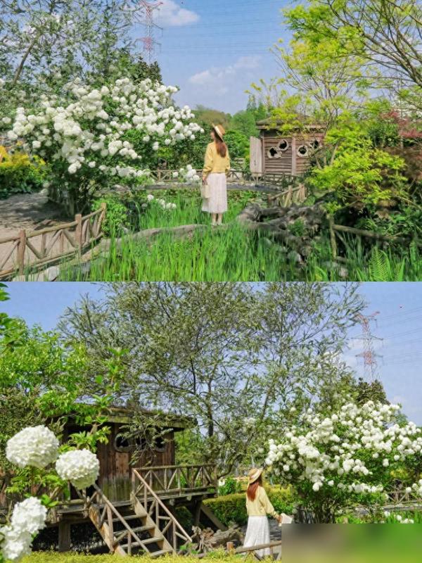 四川女子因院子木绣球走红，网友：花种成参天大树！