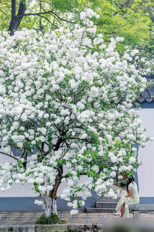 四川女子因院子木绣球走红，网友：花种成参天大树！
