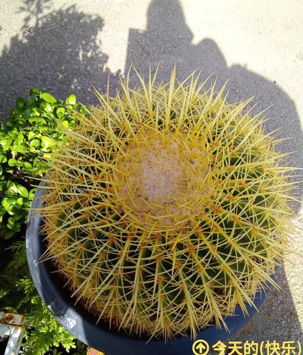 北京一男子吐槽老爸的仙人球：别人养球，他养标本，网友：是艺术