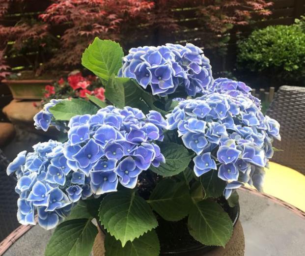 绣球花夏季养护，做好4点，年年开出大花球！
