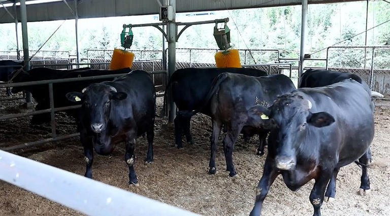 打造肉牛高端品牌 引领产业奔向“千亿级”