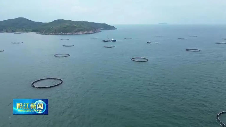 阳江探索“国企民企共牧蓝海”首战告捷！育出深海“金”直供香港，日捕5万斤