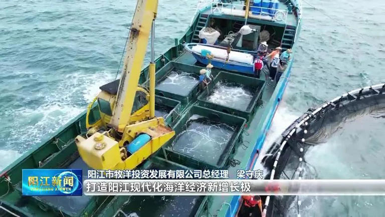 阳江探索“国企民企共牧蓝海”首战告捷！育出深海“金”直供香港，日捕5万斤
