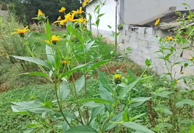 让国外痛苦不堪的入侵物种，却在中国沦为咸菜，快被吃绝种了