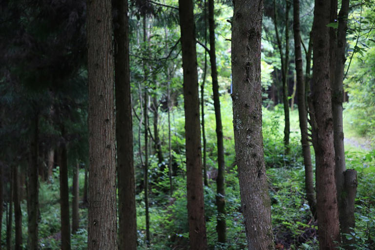 七星关区白马山国有林场树木长势茂盛。
