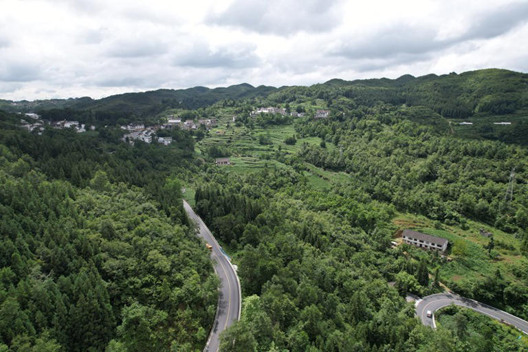 七星关区白马山7万余亩的国有林场内森林茂密。