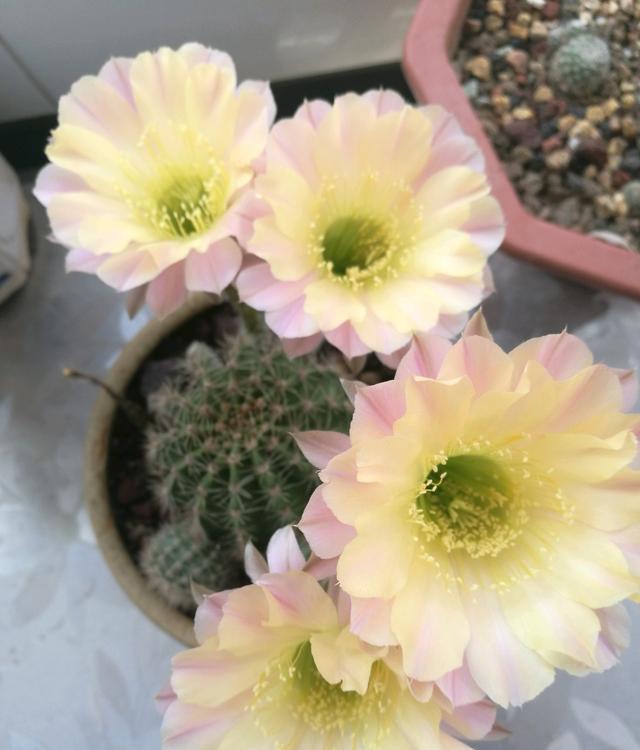仙人球界的“仙女”，每年开花多次，花朵又美又仙，还有香味