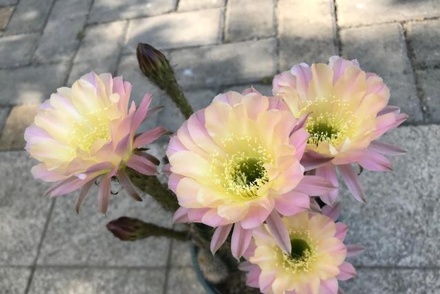 仙人球界的“仙女”，每年开花多次，花朵又美又仙，还有香味