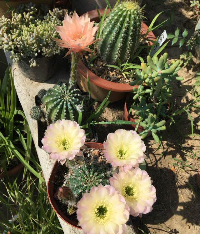 仙人球界的“仙女”，每年开花多次，花朵又美又仙，还有香味