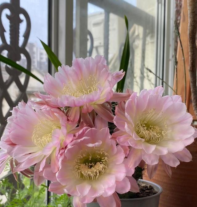 仙人球界的“仙女”，每年开花多次，花朵又美又仙，还有香味