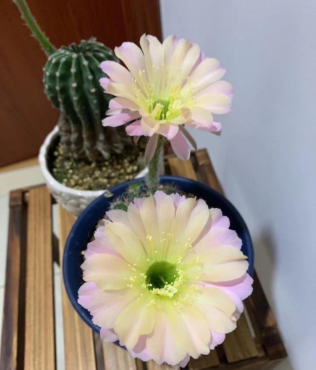 仙人球界的“仙女”，每年开花多次，花朵又美又仙，还有香味
