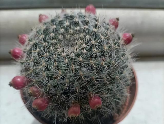 北京一老太太,因“室内仙人球”而走红,那叫一个治愈,真高级